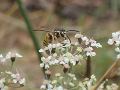 Vespula