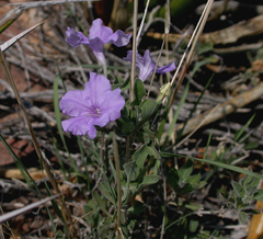 Ruellia parryi