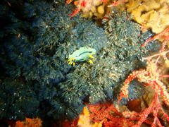Polycera capensis