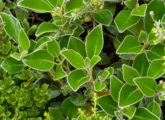 Brachyglottis buchananii