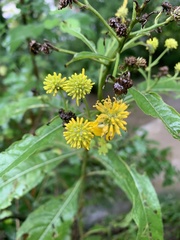 Verbesina alternifolia