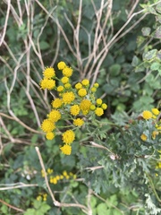 Jacobaea vulgaris dunensis