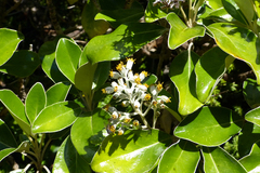 Brachyglottis buchananii