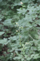 Actaea dahurica