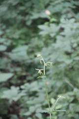 Actaea dahurica