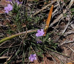 Ruellia parryi