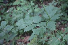 Actaea dahurica