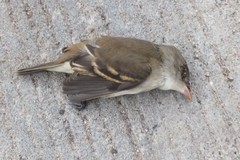 Passeriformes