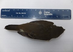 Passeriformes