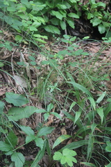 Adenophora divaricata