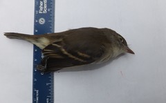 Passeriformes