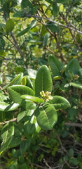 Rhus standleyi
