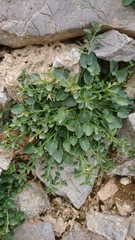 Campanula fragilis