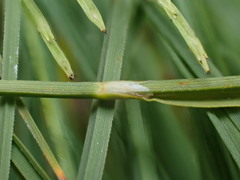 Carex kelloggii