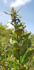 Rhus standleyi
