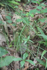 Adenophora divaricata