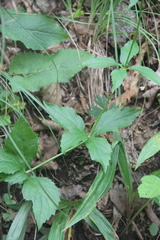 Adenophora divaricata