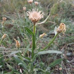 Centaurea chartolepis