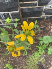 Rudbeckia