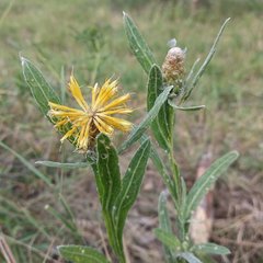 Centaurea chartolepis