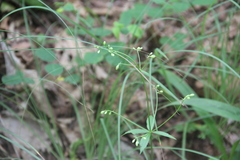 Adenophora divaricata