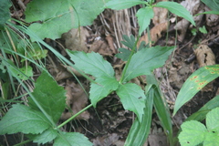 Adenophora divaricata