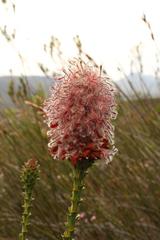 Paranomus longicaulis