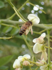 Apis mellifera