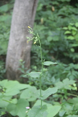 Lactuca triangulata