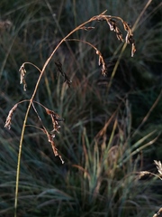Festuca altaica