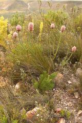 Paranomus longicaulis