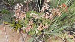 Crassula swaziensis