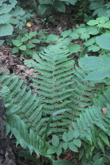 Dryopteris crassirhizoma
