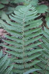 Dryopteris crassirhizoma