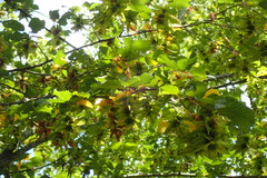 Carpinus betulus