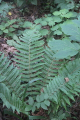 Dryopteris crassirhizoma