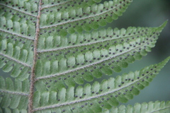 Dryopteris crassirhizoma