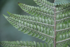 Dryopteris crassirhizoma