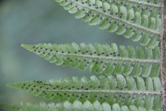 Dryopteris crassirhizoma