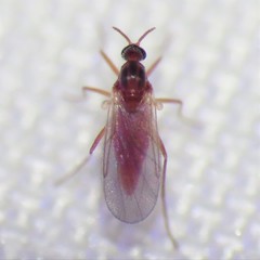 Lestremiinae