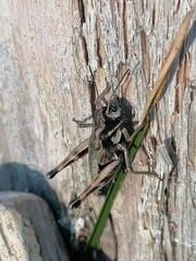 Podismopsis poppiusi