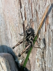 Podismopsis poppiusi