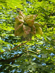 Koelreuteria
