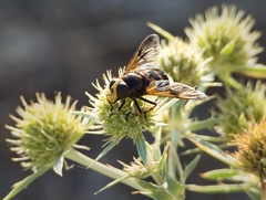 Volucella elegans