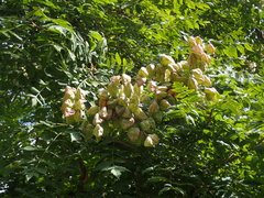Koelreuteria