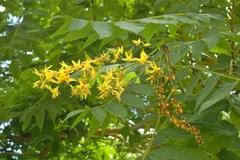 Koelreuteria