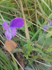 Viola disjuncta