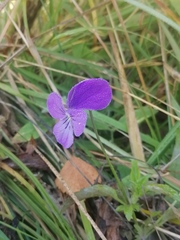 Viola disjuncta