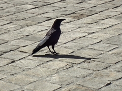 Corvus corone