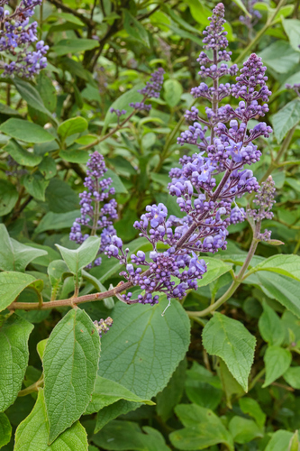 Cornutia pyramidata
